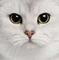 RTshaders