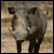 Pumba